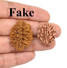 how to identify rudraksha mukhi