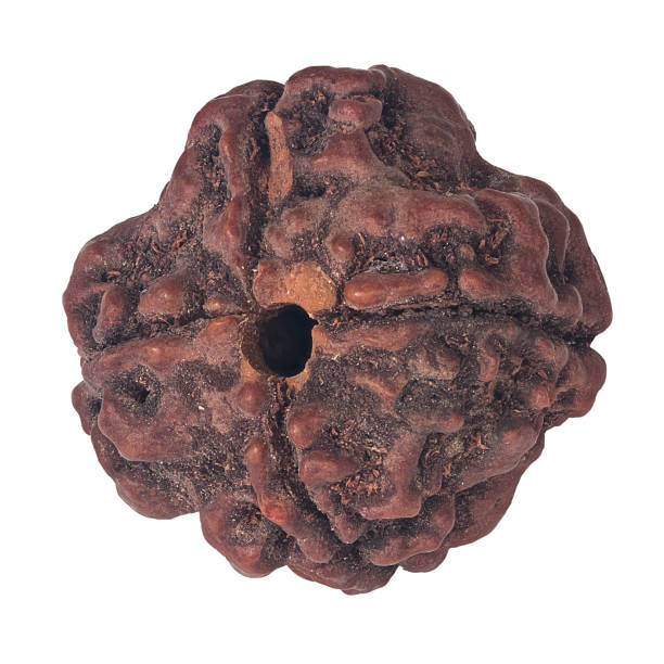 5 mukhi rudraksha for students